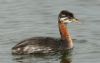 Red-necked Grebe at Paglesham Lagoon (Steve Arlow) (103799 bytes)